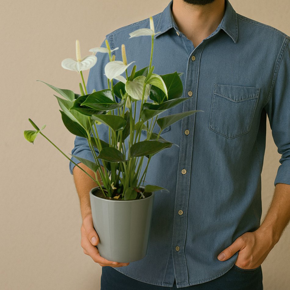 Plant Anthurium wit
