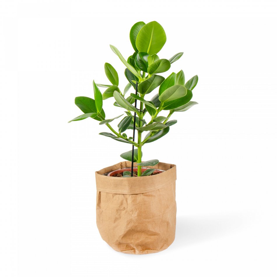 Plant Clusia